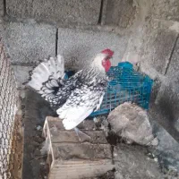 خروس مینیاتوری