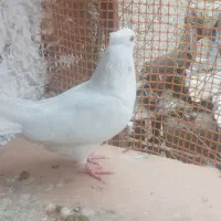 کبوتر ماده جوان پرشی