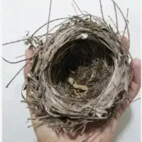قناری دزفو مرغ عشق عروی هلندی