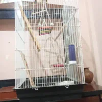 قفس عروس