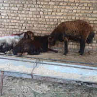 ۳راس قوچ درشت