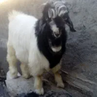 کهره نر داشتی درجه یک