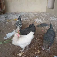 مرغ کپ