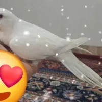 راهب آلبینو