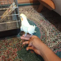 عروس هلندی دستی ورام