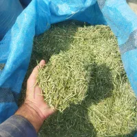 یونجه|خدمات باغبانی و درختکاری|دهدشت, |دیوار