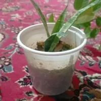 گل طبیعی|گل و گیاه طبیعی|ایذه, |دیوار