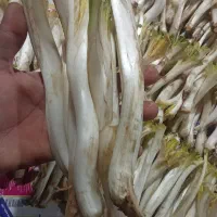 چویزره کنگر 20سانتی