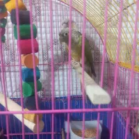 یک جفت طوطی گرینجیک نر و ماده ۵ ماهه