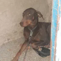 دوبرمن‌ماده