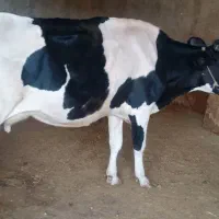 گا و|حیوانات مزرعه|کوهدشت, |دیوار