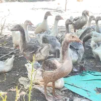 جوجه غاز|حیوانات مزرعه|علیآباد کتول, |دیوار