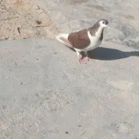کفتر راست