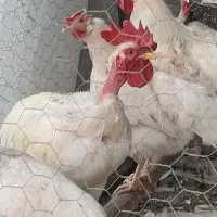 خروس
