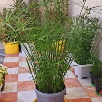 گل خانگی وشاداب