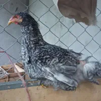 جوجه برهما