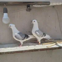کبوتر پشت کبود بی کاکل