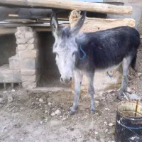 خر ماده