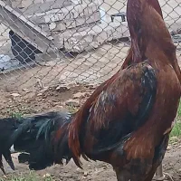 خروس لاری یک ساله