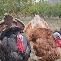 فروش مرغ تخم گذار نژاد گل پایگان