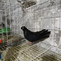 ماده آبادانی دوتا نرطوقی وسینه ای