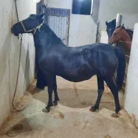اسب مشکی ،عرب،کرد ،درشور