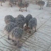 شترمرغ