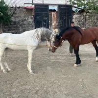 اسب کرد