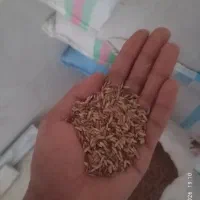 شلتوک