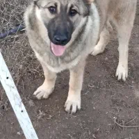 سگ نژاد سرابی ۷ماهه