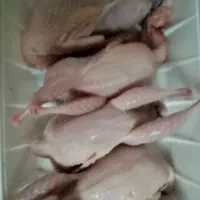 بلدرچین گوشتی چاق