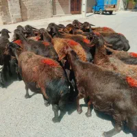 ۲۶راس‌گوسفندقزل افشارهمه جوان‌‌نمونه‌وهیکلی