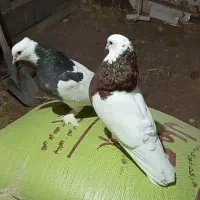کبوتر