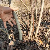 نهال گردو دسته بیلی چهار ساله