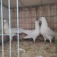 جوجه سفید پاک کاکلی