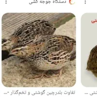 بلدرچین گوشتی چاق وچله مرغدار ۸۰روزه فتح نژاد