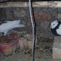 کبوتر طوق