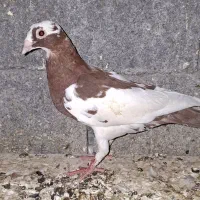 کبوتر میولمنز