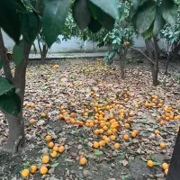 مزرعه کتول  فروش ویلای مسکونی
