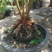 سیکاس