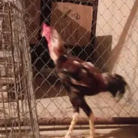 مرغ وخروس لاری
