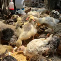 غاز ۳۵ روزه - خرید مستقیم از مزرعه بدون واسطه *