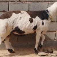 قوچ بروجردی