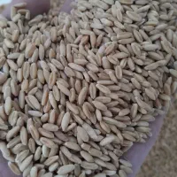 جو گندم درجه یک