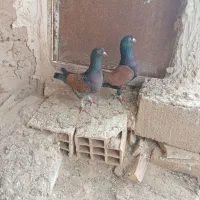 جفت پشت سرخ نژاد سوری وارداتی کمیاب