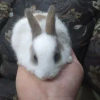 خرگوش