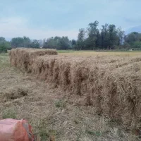 کاه سراچین