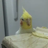 عروس هلندی گم شده در مسیر حکم آباد