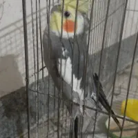 عروس هلندی نر