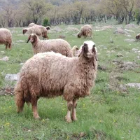 گوسفند اصیل سنجابی